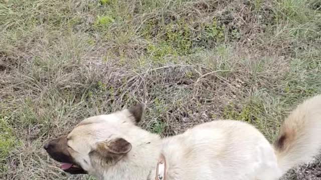 Korean Jindo enjoy pooping in the walking