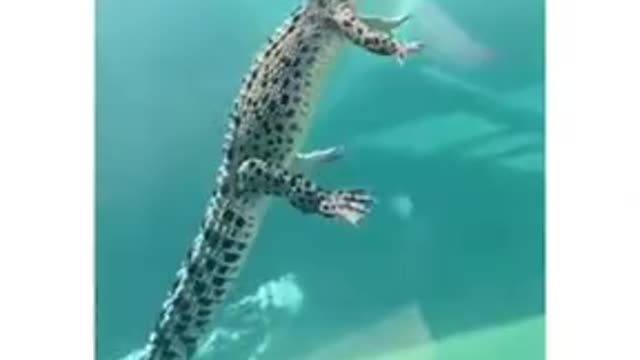 How Crocodiles Swim In The Water