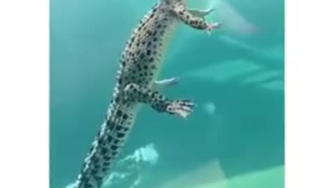 How Crocodiles Swim In The Water