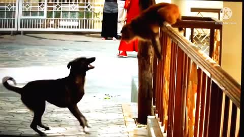 Dog vs Monkey funny video | Dog and Monkey real fight