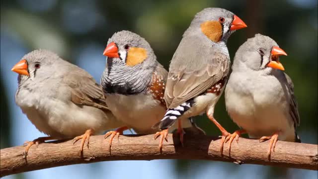 Finch Birds sound | Bird music | Ringtone for Android