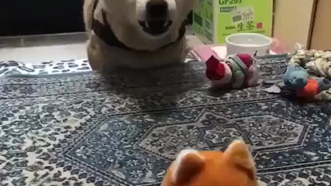 Cachorro conversando com seu novo amigo