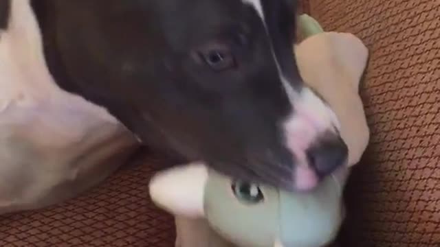 Black dog sitting on sofa chewing on grey toy