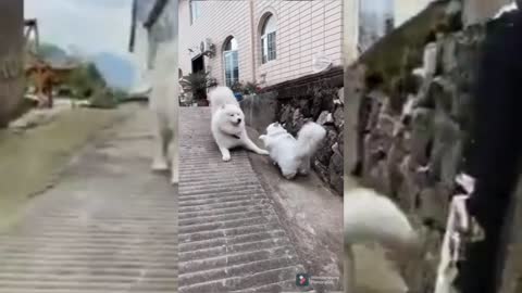 Dog cat fight