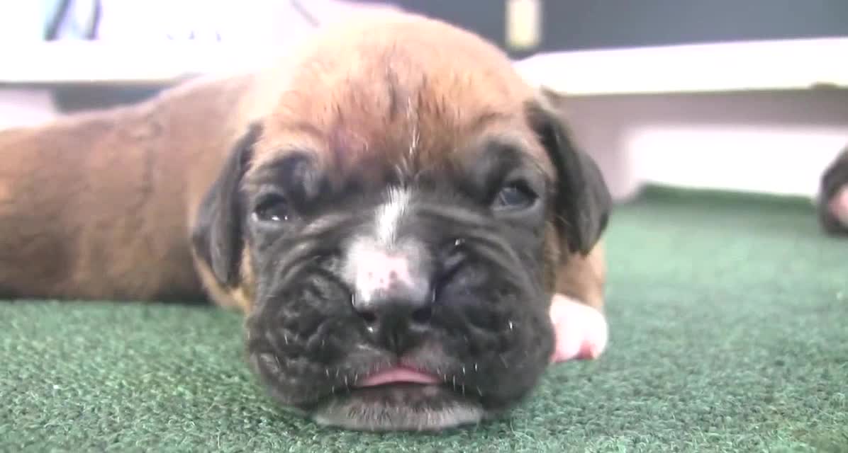 Boxer Puppies Begin to See (in HD)