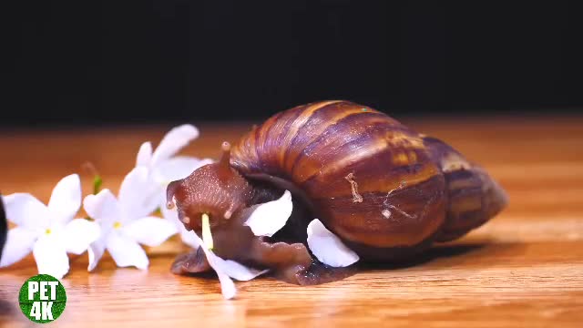 ep2 - 🐌 Snail Eating White Flower 🌼