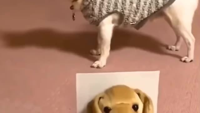 Animals funny videos