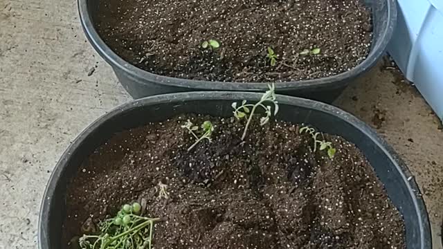 Transplant #7-Cherry Tomato babies planted in a container in 108F heat