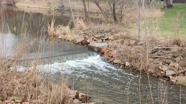 Carp Fish At Sweeney Lake