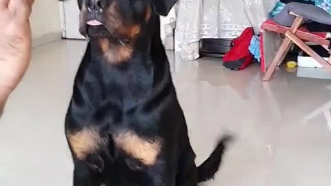 Rottweiler Dog | Dog Video | FunnyVideo