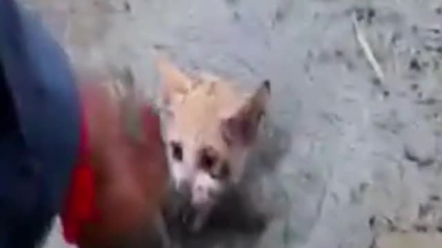 SHORTS NOW PLAYING Rescue kitten stuck in mud at pond and give food Cat rescue by man