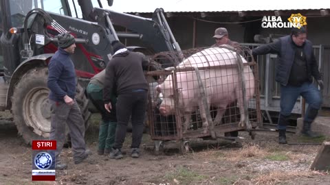 Au tăiat porcul .... de 500 kg!