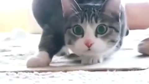 cat funny dance video