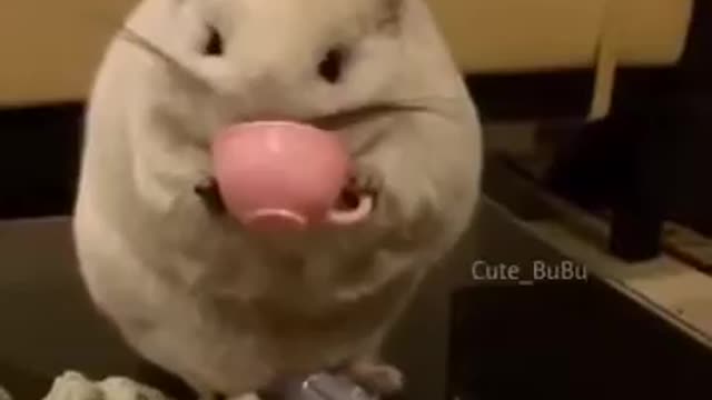 Rat drinking tea funny