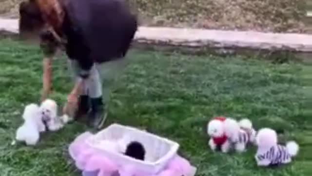 Cute little dogs playing in garden