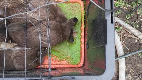 Ducklings eating duck weed