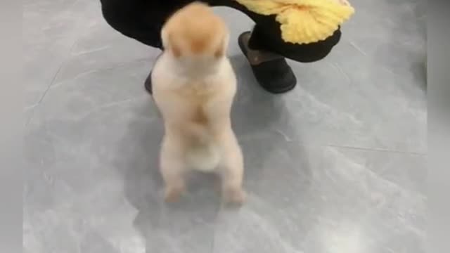 Cho ôm em bé xíu nào #pet #dog #fyp #dogsoftiktok #viral #trending #xuhuong #foryou #cute