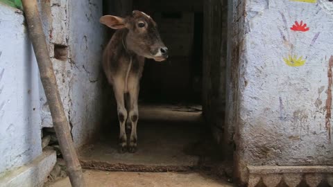 Cows standing in passage in Varanasi