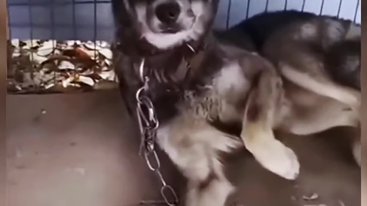 funny video, animal funny video 2023