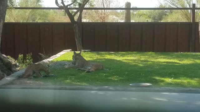 Bobcat and Bobcat kittens