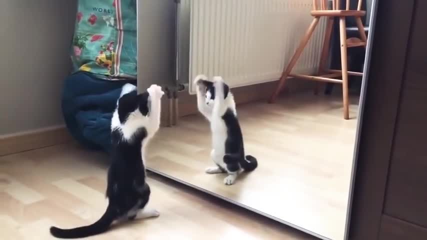 Funny Cat And mirror Video|Funny video|What's App Videos|30 Seconds Status Video|