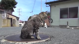 Japan's Cat Island - Incredible!