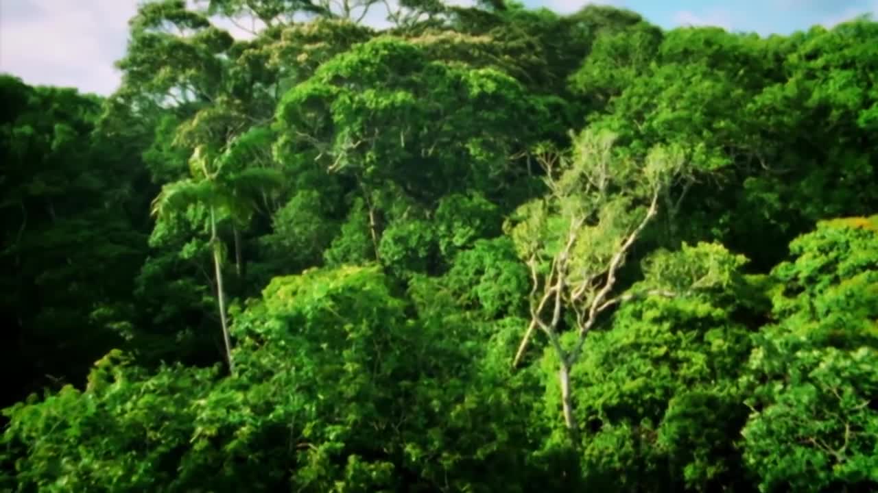 Mind-blowing Variety of Life on Earth | #Attenborough90 | BBC Earth