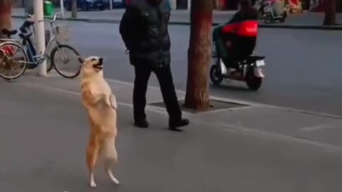 Smart dog