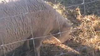 Evening Feeding for the Sheep