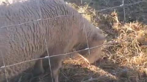 Evening Feeding for the Sheep