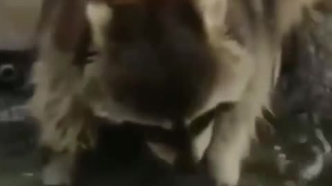 Animal