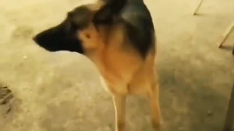 Funny Cat and dog videos..