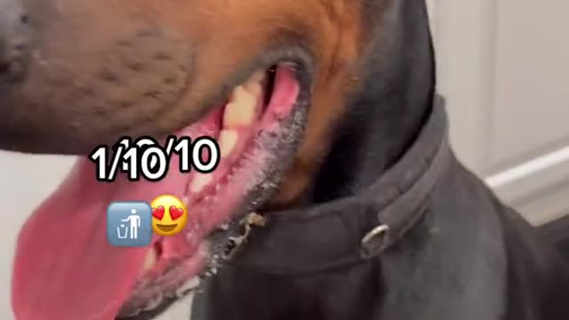 Rate my dogs cheapest collar ($20) to most expensive ($1,300)🥴