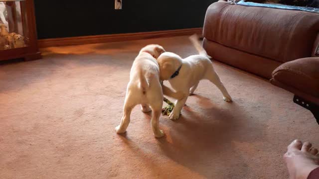 Lucy & Linus playing