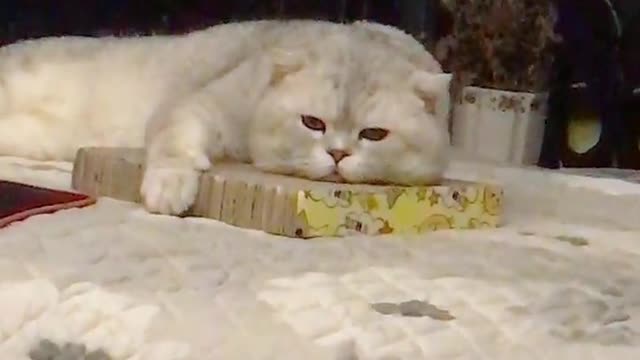 Cute cat is falling asleep holding his toy