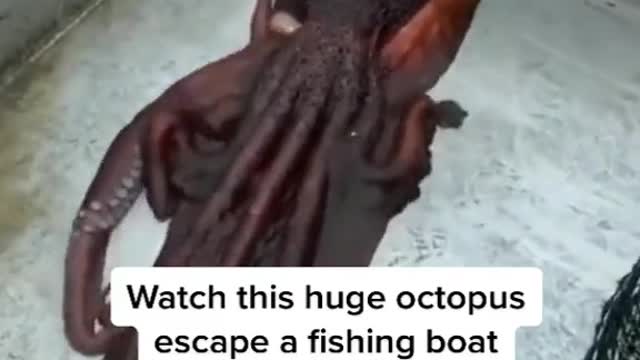 This Octopus escapes boat by squeezing through tiny hole