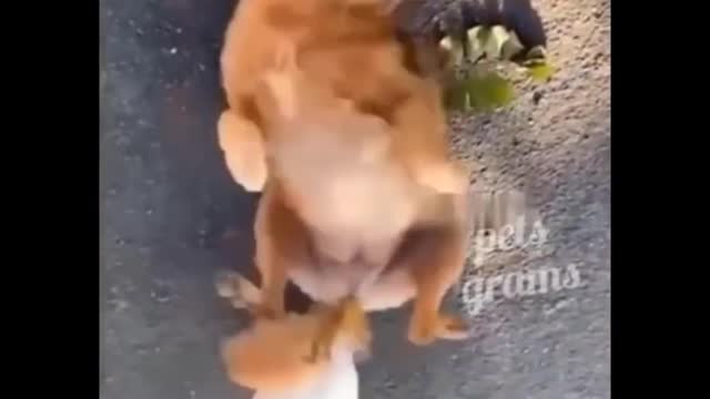 funny cat with skeleton