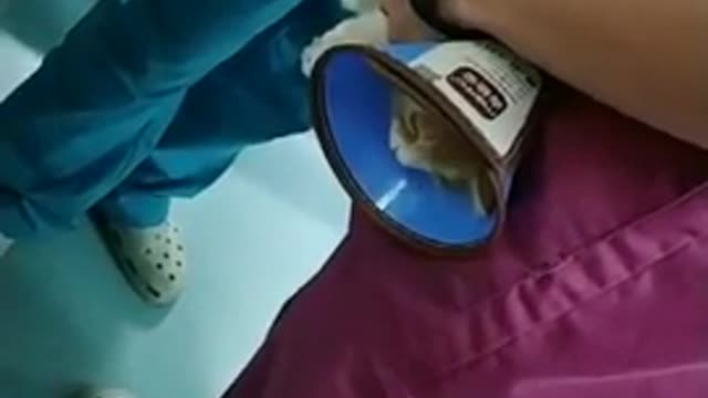 Funny cat injection videos / cat injection funny compilation