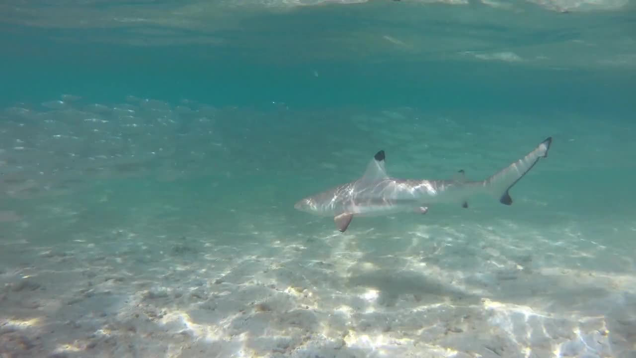 Baby blacktip reef shark (Carcharhinus melanopterus) hunting fish