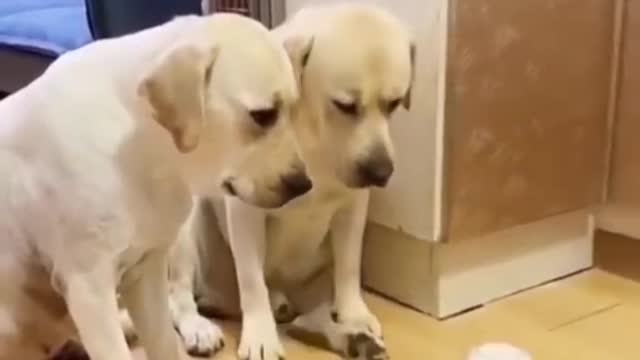 Cute smart and funny dog