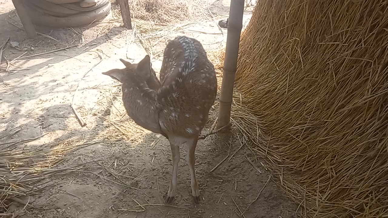 Deer full video clip viral animals life wild life animals animals world