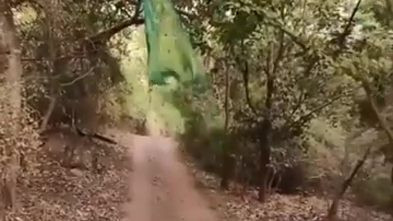 Peacock taking long flight #shorts #viral #shortsvideo #video