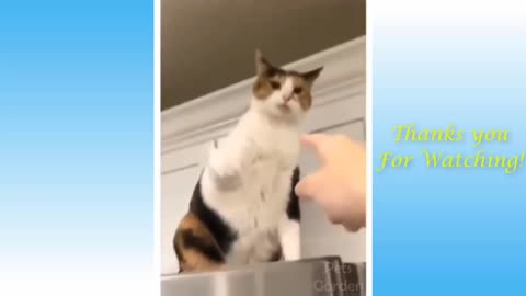 funny and cute videos of cat and dog- try not to laugh