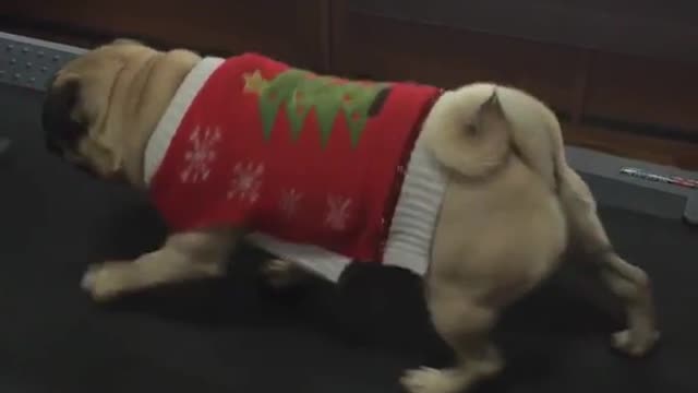 Pug wearing christmas sweater walking on treadmill