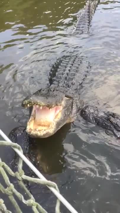 How to Feed a Gator