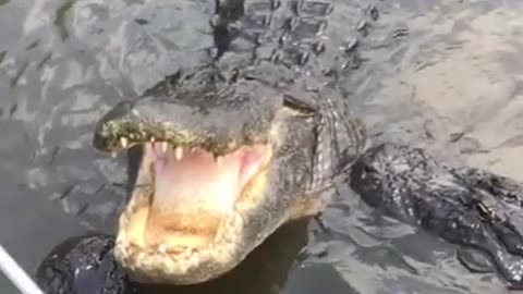 How to Feed a Gator