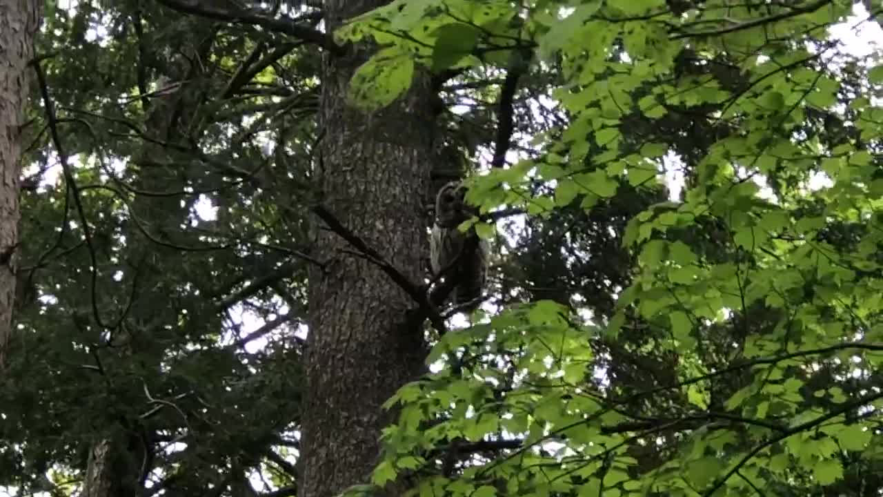 Barred owl