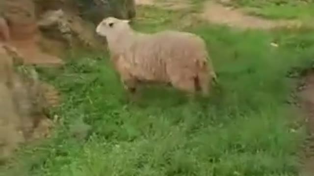 funny|prank|jokes|funny jokes|dad jokes|funny memes|funny video|fun|laughing|funny animal|knock