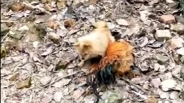 Dogs vs Chickens cant get along.