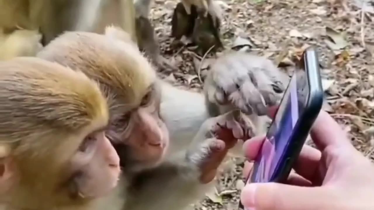 Monkey funny video 2024 / animal funny video/ naughty monkey